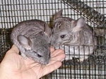 Chinchillas